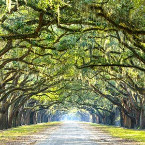 savannah trees